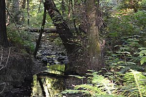 Purisima Creek Trail 6