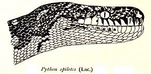 PythonSpilotesRooij