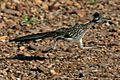 Roadrunner running