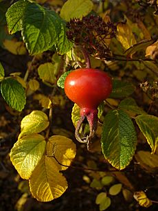 Rosa rugosa hip Neelix