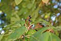 Sassafras albidum seed