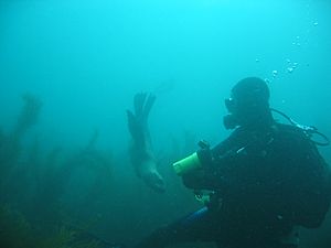 Sealion with diver