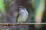 Slaty-headed Tody-Flycatcher (Poecilotriccus sylvia) (8079753320).jpg