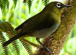 Sri Lanka Hill White-Eye.jpg