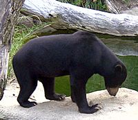 Sun Bear.jpg