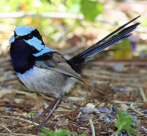 Superb Fairy-wren facefan hunter 1 smaller