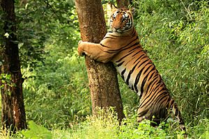 Tiger Kanha National Park