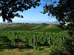 Uva, Olivetrees, Oaks, Vineyards