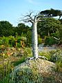 Wire baobab tree