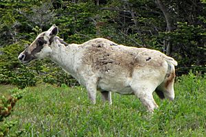 Woodland Caribou, Newfoundland