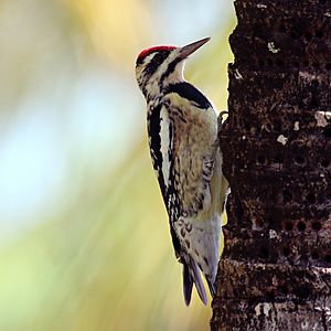 Yellow-bellied sapsucker (Sphyrapicus varius) female.JPG