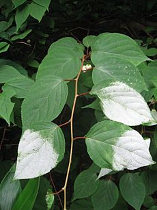 Actinidia polygama 02