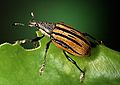 Adult citrus root weevil