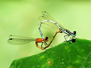 Agriocnemis pieris by kadavoor.JPG