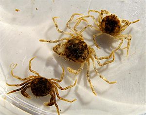 Amarinus lacustris crabs.jpg