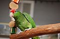 Amazona viridigenalis -pet-8a