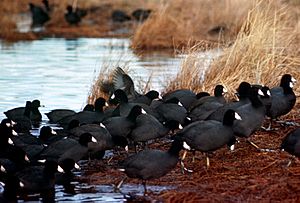 American Coot Flock