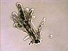 Amoeba proteus.jpg