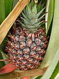 Ananas 01.JPG