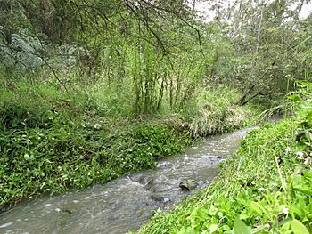 Andersons Creek.JPG