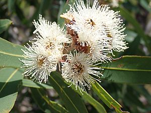 Angophora bakeri P1120345 (39630318252).jpg