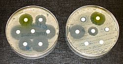 Antibiotic sensitvity and resistance