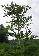 Artemisia annua