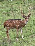 Axis axis, spotted deer.jpg