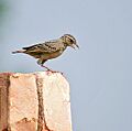 Bengal Bushlark I IMG 2079