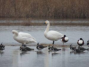 Bewick Swan