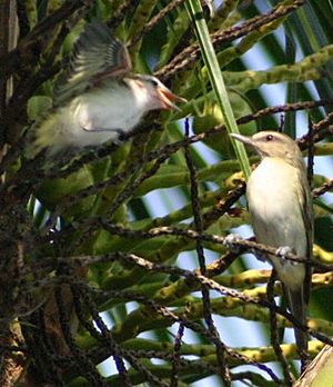 Black-whiskered Vireo.jpg