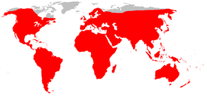 Brown rat distribution