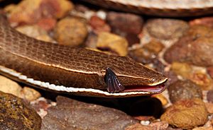 Burton's legless lizard headshot