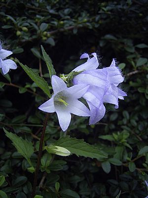 Campanula trachelium.jpg