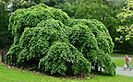 Camperdown Elm Prospect Park Brooklyn.jpg