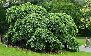 Camperdown Elm Prospect Park Brooklyn