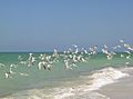 Captiva terns2.jpg