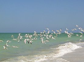 Captiva terns2