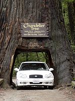 CarRedwoodLeggett01-05.jpg