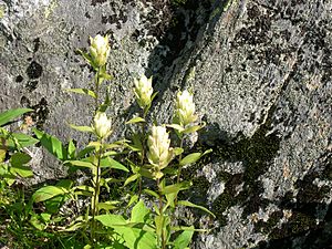 Castilleja septentrionalis1.jpg