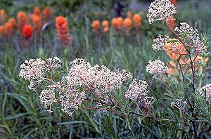 Ceanothus-herbaceus01.jpg