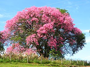 Ceiba speciosa IMG 1753