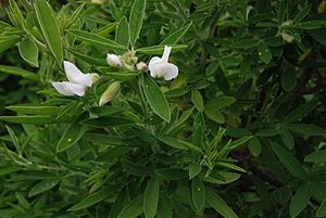 Chamaecytisus proliferus flowers.jpg