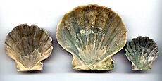 Chesapecten Jeffersonius Inside