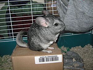 Chinchilla lanigera reared