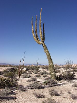 Cirio columnaris, boojum tree.jpg