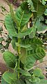 Citrus medica leaves