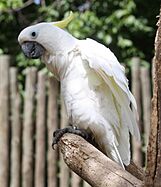 Cockatoo33