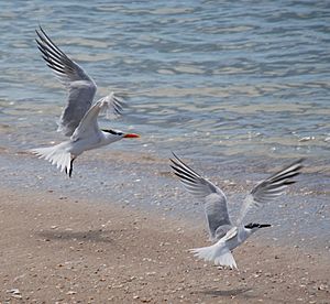 Core Banks - Royal Tern & Cabot's Tern - 03