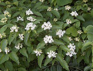 Cornus drummondii1